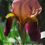 Iris Inspiration!